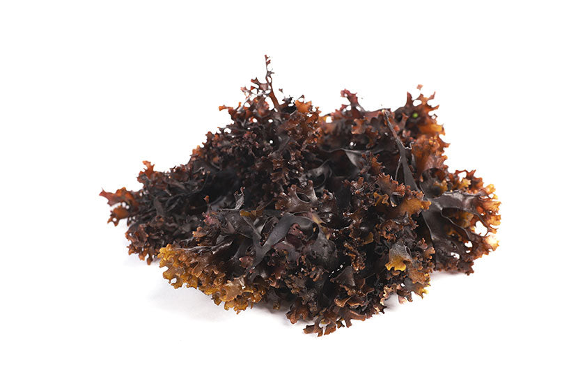 Wild North Atlantic Irish Moss Seaweed Whole Leaf: Edible Sea Vegetables –  Vitamin Sea Seaweed