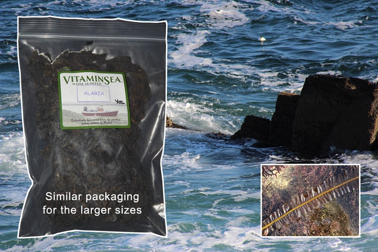 Alaria Wild North Atlantic Wakame Whole Leaf