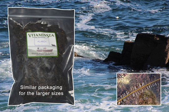 Alaria Wild North Atlantic Wakame Whole Leaf