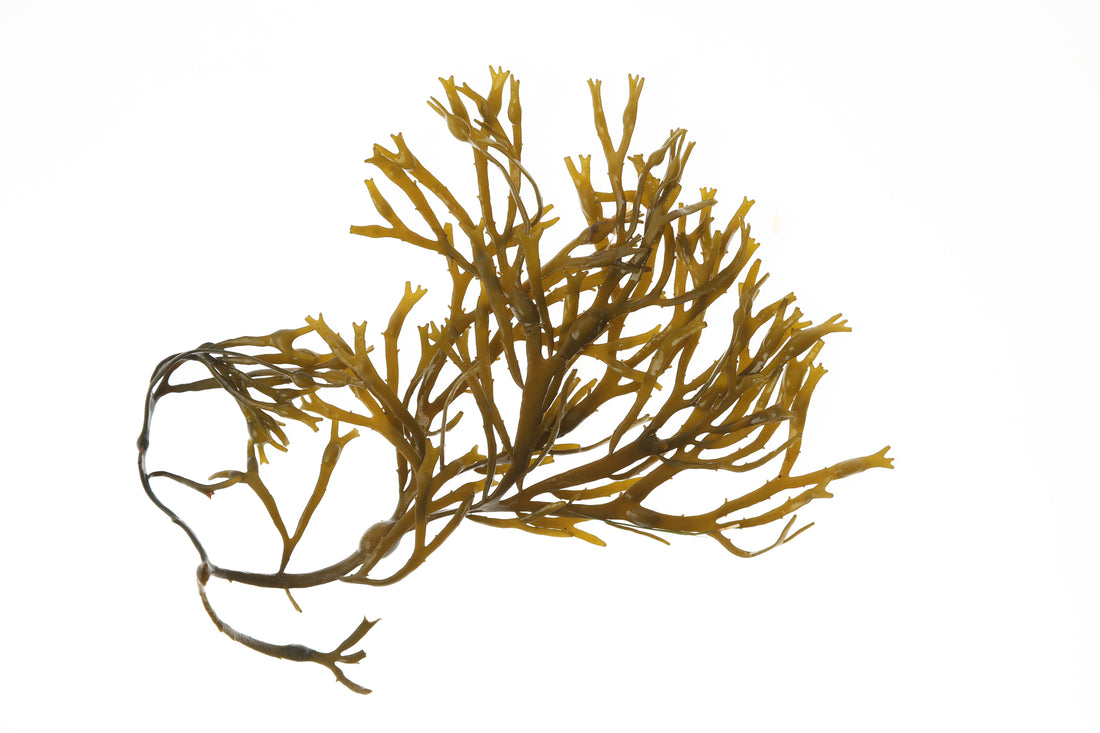 Seaweed Superfood Powers: The Remarkable Health Benefits of Seaweed