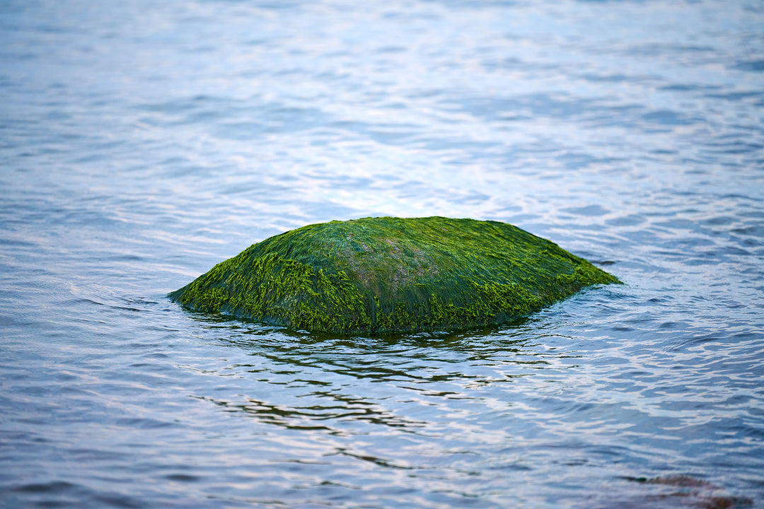 Exploring Green Seaweeds