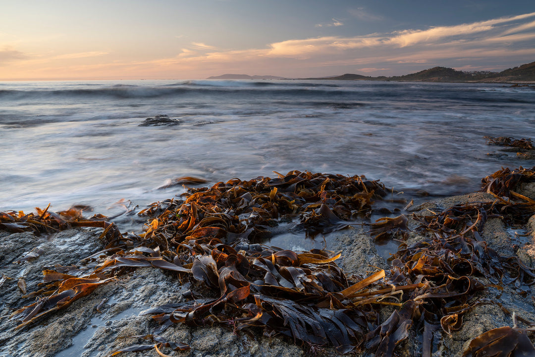 8 Benefits of Seaweed You Probably Didn't Know