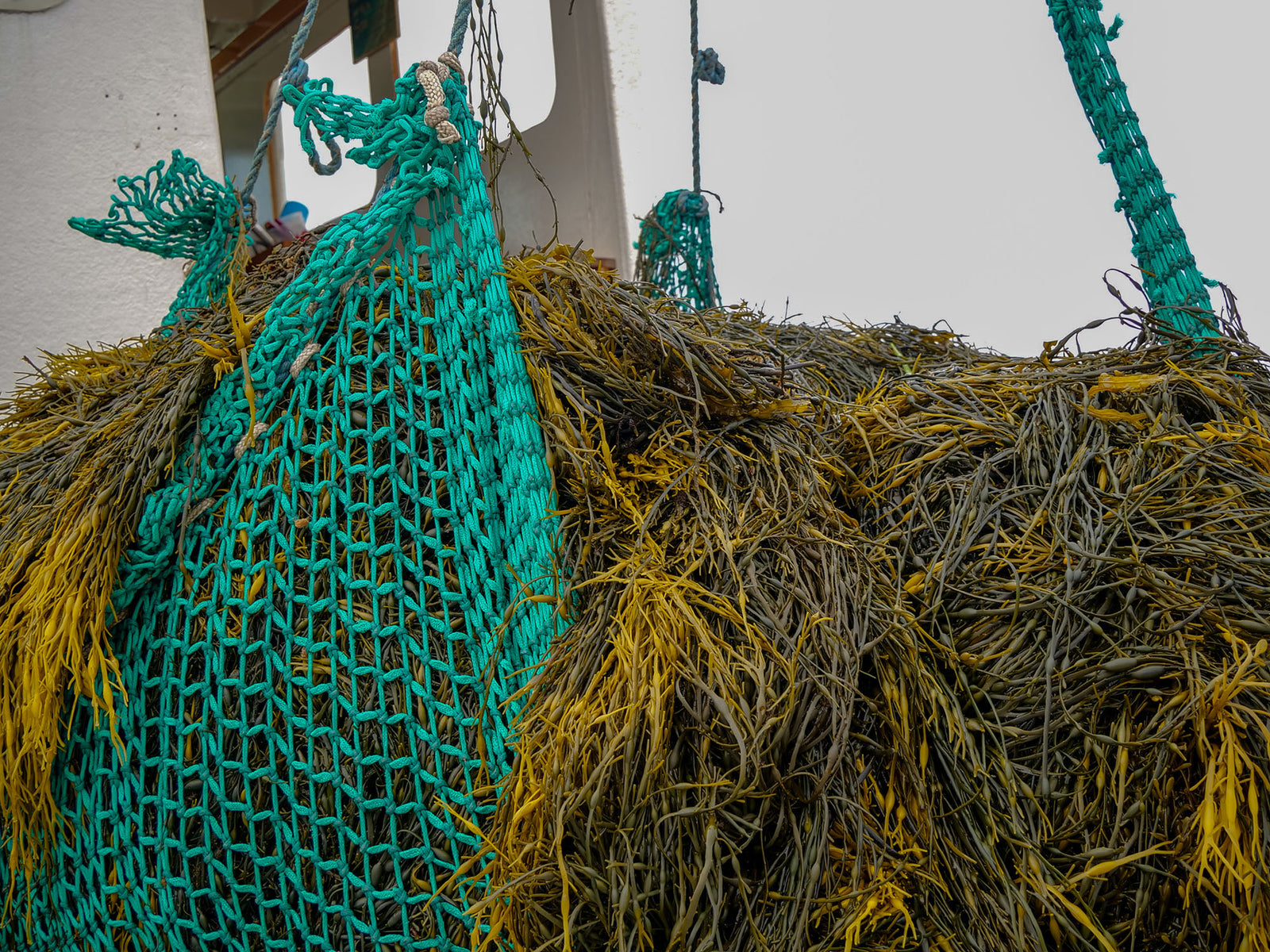 Learn About Brown Seaweeds