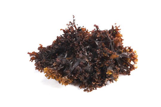 Wild North Atlantic Irish Moss Whole Leaf